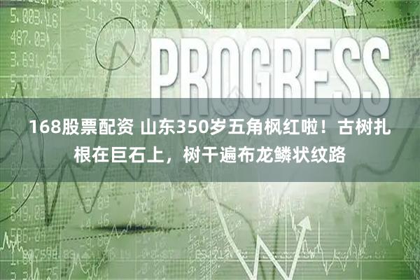 168股票配资 山东350岁五角枫红啦！古树扎根在巨石上，树干遍布龙鳞状纹路