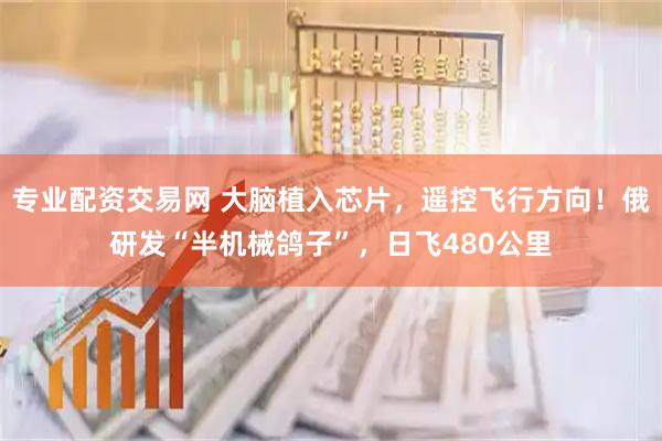 专业配资交易网 大脑植入芯片，遥控飞行方向！俄研发“半机械鸽子”，日飞480公里